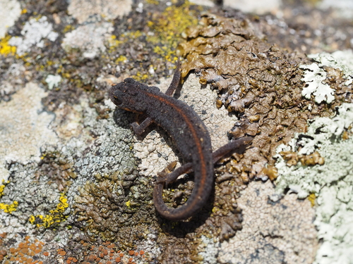 Bosca's newt