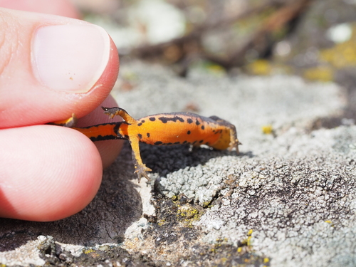 Bosca's newt