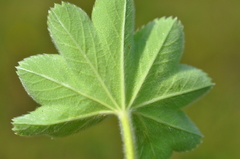 Alchemilla propinqua