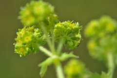 Alchemilla propinqua