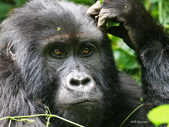 Gorilla beringei beringei