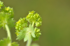 Alchemilla propinqua