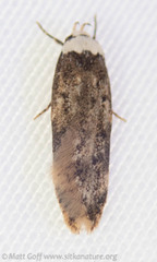 Endrosis sarcitrella