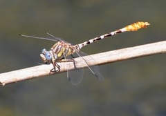 Erpetogomphus compositus