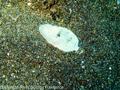 Aseraggodes albidus observed 2016-10-14