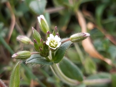 Cerastium fontanum