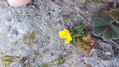 Moraea galaxia