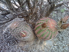 Echinocereus pectinatus pectinatus