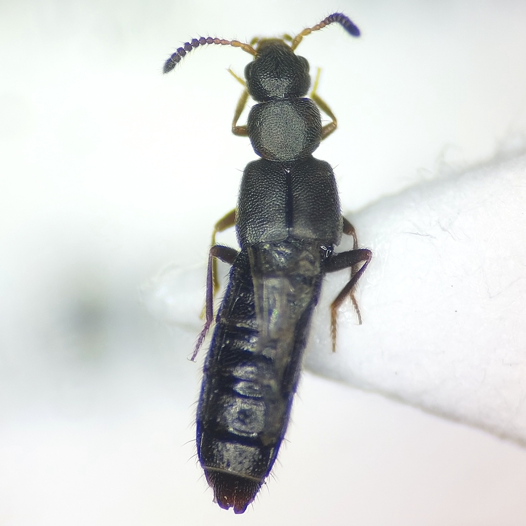 Alianta incana
