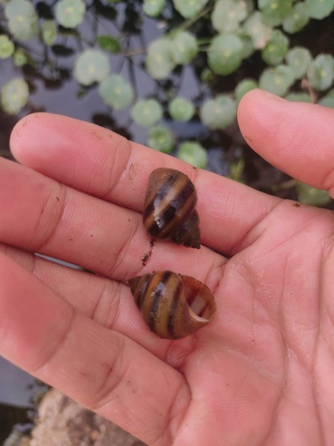 Taia naticoides