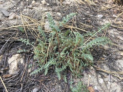 Pedicularis semibarbata