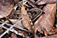 Spharagemon crepitans