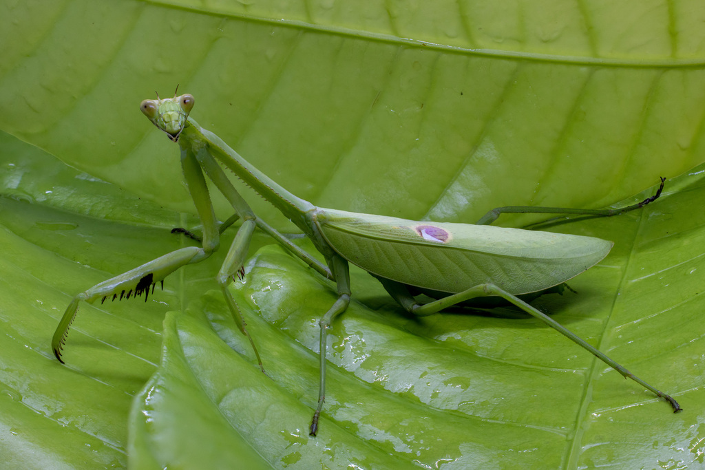 Stagmatoptera binotata