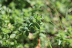 Cruciata laevipes