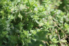 Cruciata laevipes