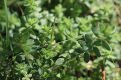 Cruciata laevipes