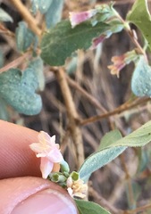 Symphoricarpos rotundifolius parishii
