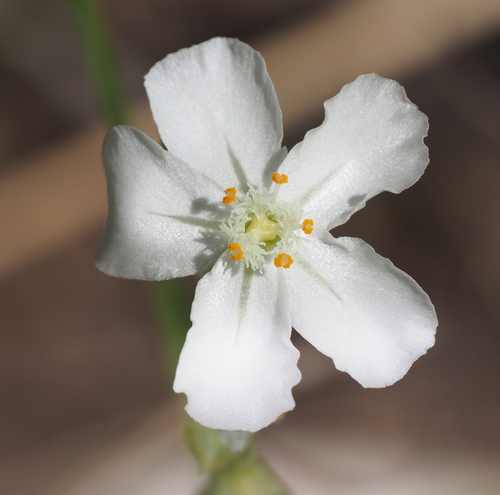 Drosera fulva (Drosera fulva)