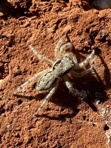 Gray Wall Jumping Spider photo 4