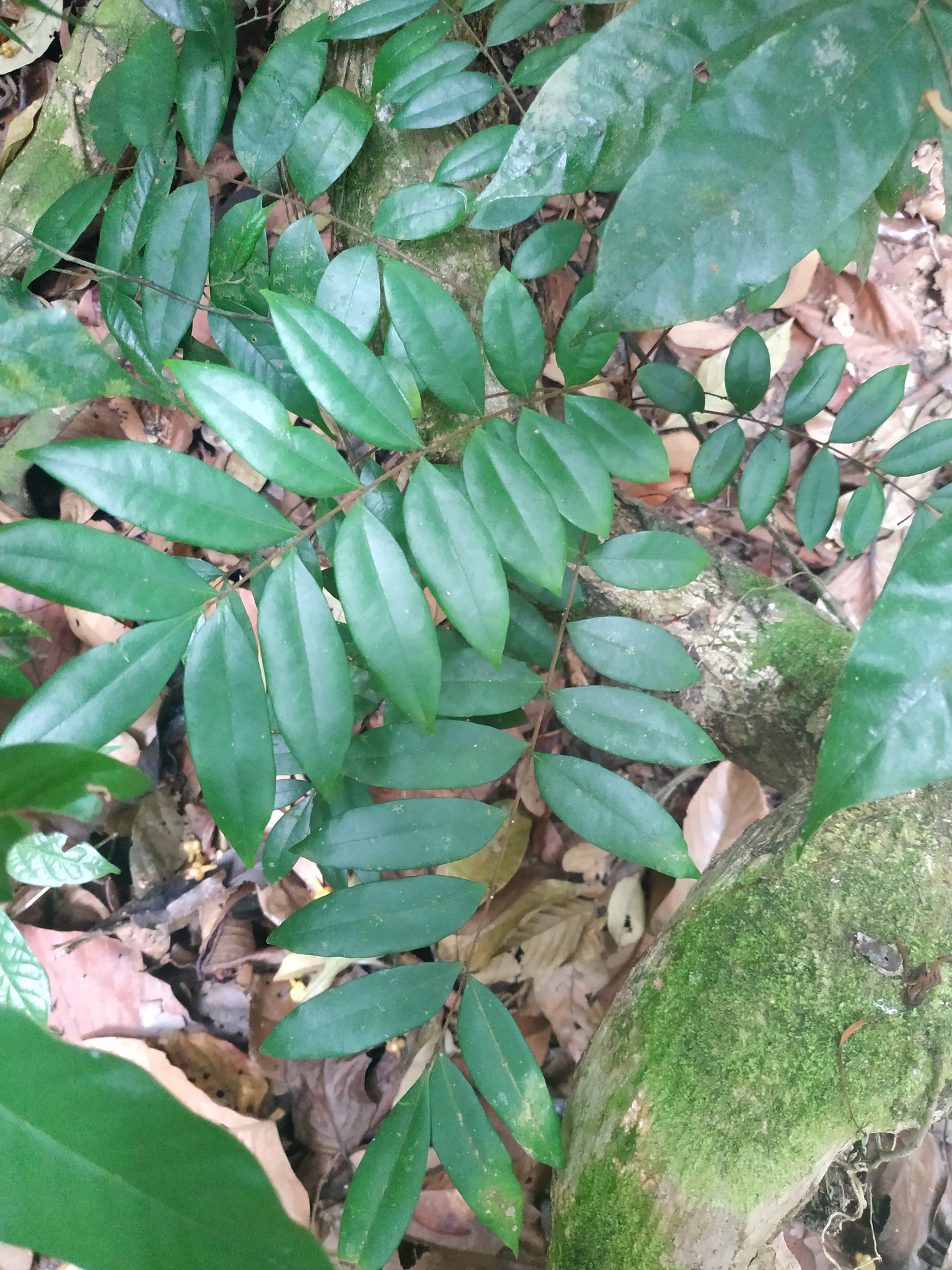 Eurycoma longifolia (Eurycoma longifolia)
