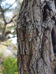Cicada