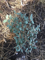 Symphoricarpos rotundifolius parishii