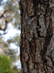 Cicada