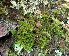 Dicranum flagellare