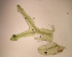 Metzgeria consanguinea