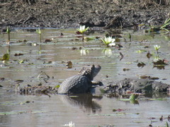 Caiman crocodilus chiapasius