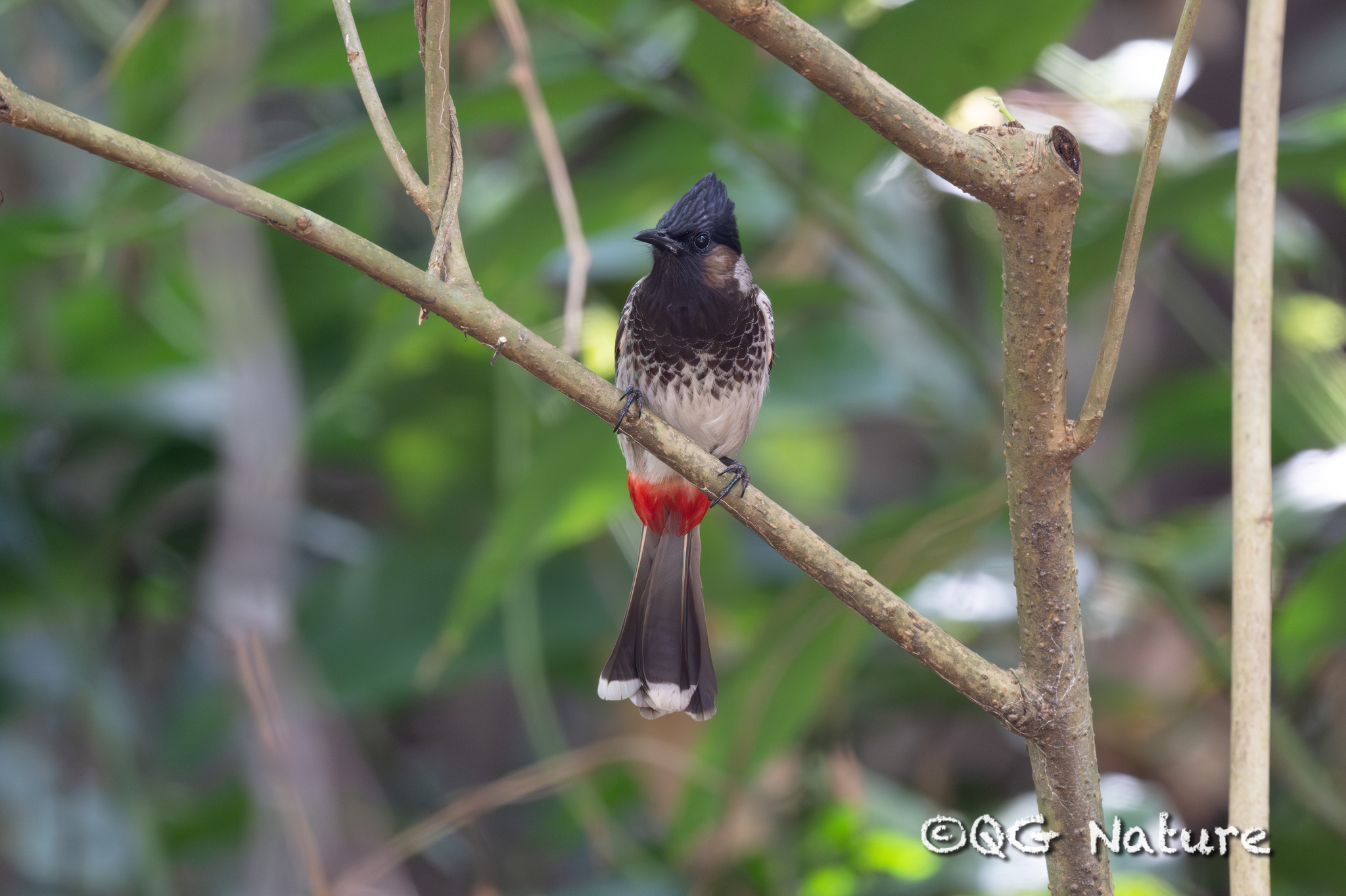 Red-vented Bulbul