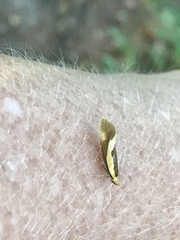 Harpella forficella