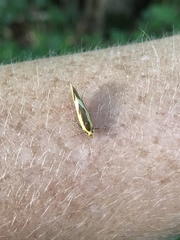 Harpella forficella