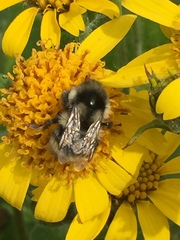 Bombus bifarius