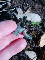Pelargonium ternifolium