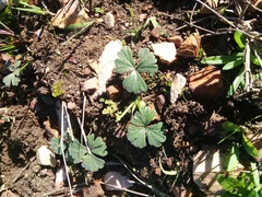 Pelargonium ternifolium