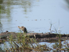Caiman crocodilus chiapasius