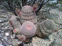 Echinocereus pectinatus pectinatus