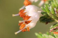 Erica penicilliformis