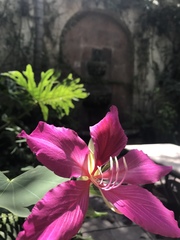 Bauhinia variegata