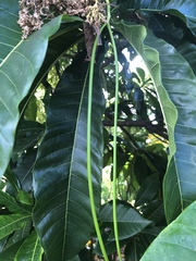 Alstonia spectabilis
