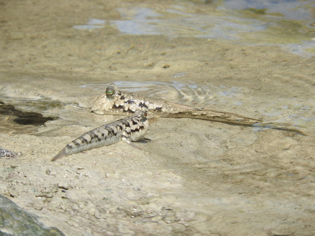 Kalolo mudskipper (Periophthalmus kalolo) — Gobiidae