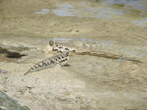 Kalolo mudskipper (Periophthalmus kalolo) — Gobiidae