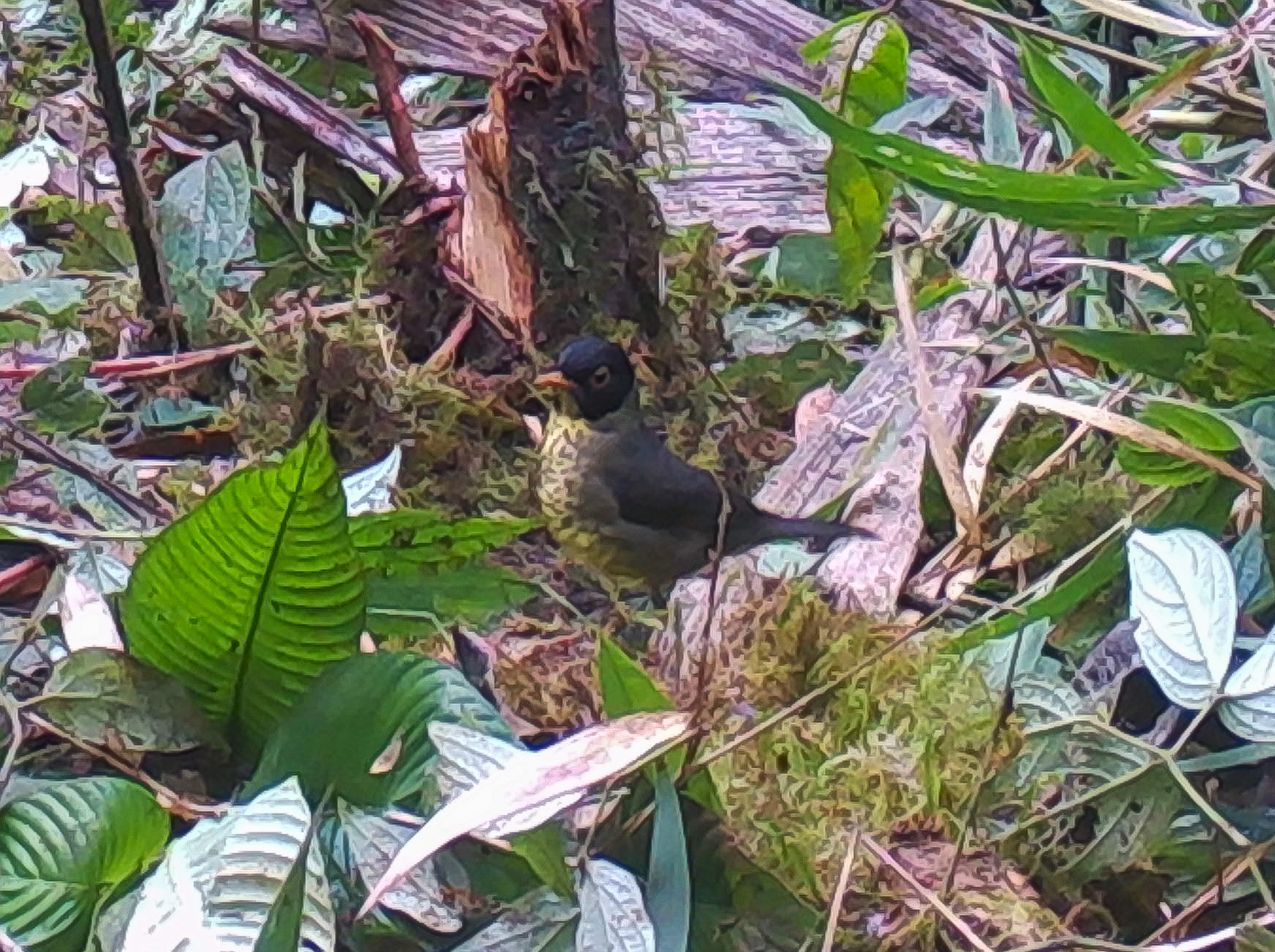 Yellow-throated Nightingale-Thrush (Catharus dryas), photo 9