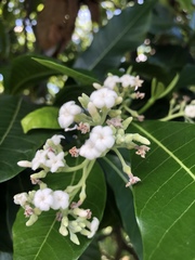 Alstonia spectabilis