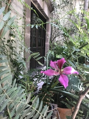 Bauhinia variegata