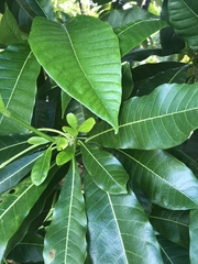 Alstonia spectabilis