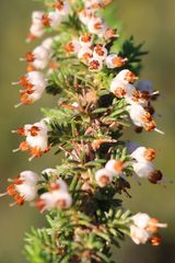 Erica penicilliformis