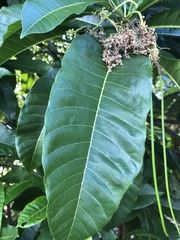 Alstonia spectabilis