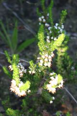 Erica penicilliformis